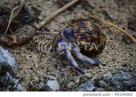 Hermit crab Hermit crab 49184062