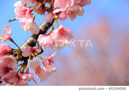 Yasuyuki Akane Sakura (Sakado City, Saitama Prefecture) 49184098