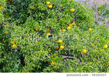 Summer orange field Summer orange field 49185037