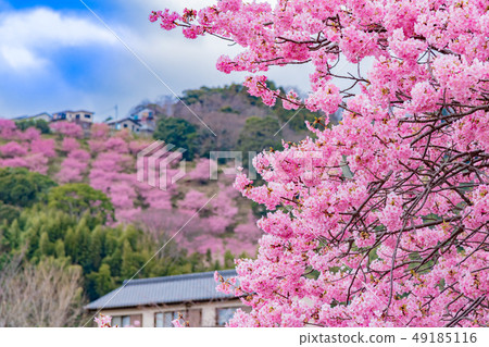 Kawazu Sakura Kawazu Sakura Festival Kawazu Sakura Kawazu Sakura Festival 49185116