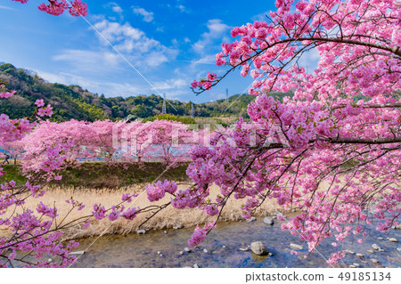 Kawazu Sakura Kawazu Sakura Festival 49185134