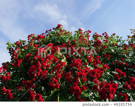 玫瑰和藍天在盛開 49185734