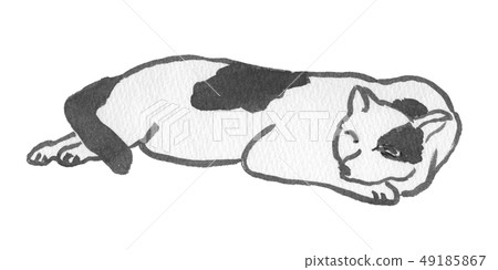 Sleepy cat Sleepy cat 49185867