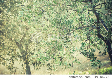 Vintage Ripe Olives on Branches 49186278