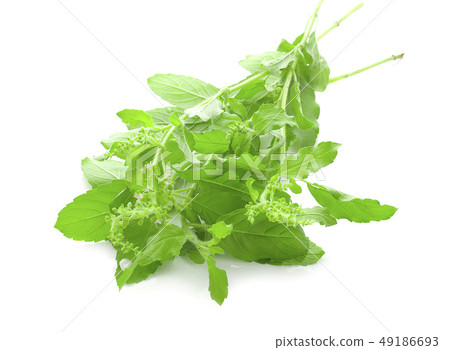 Holy Basil,Ocimum sanctum isolate on white Holy Basil,Ocimum sanctum isolate on white 49186693