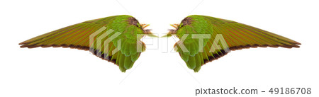 Angel wings on white background Angel wings on white background 49186708