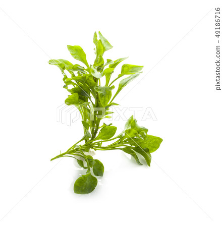 watercress isolated on white background 49186716