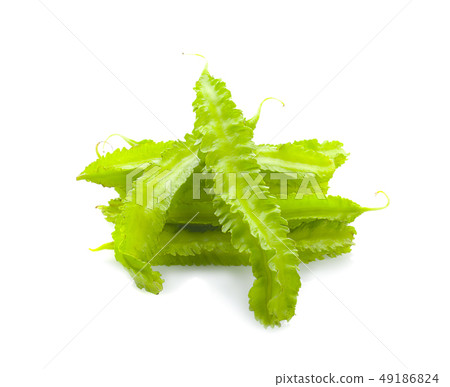winged bean on white background winged bean on white background 49186824