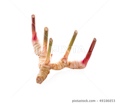 Fresh galangal isolated on white background. 49186853