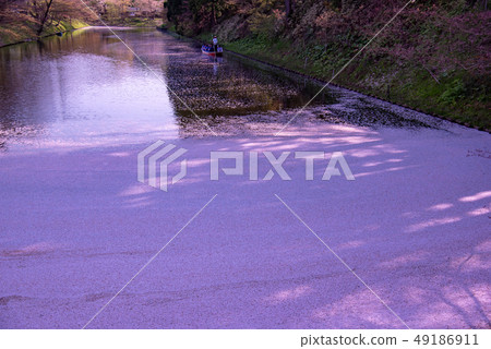 青森弘前城堡花蕾漂浮在船上的櫻花花瓣遊船 49186911