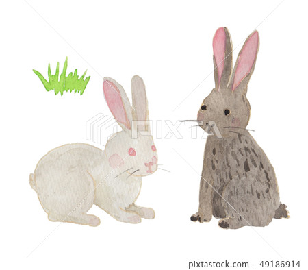 white background, animal, animals 49186914