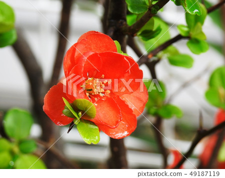 Bokeh Xylophone Flowering quince Bokeh Xylophone Flowering quince 49187119
