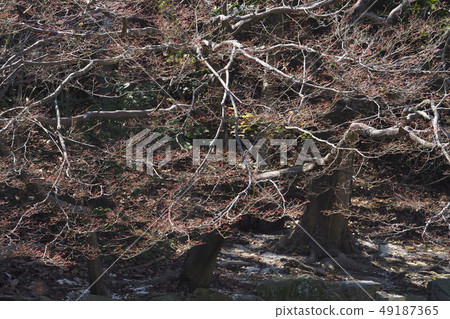 東山植物園景觀 東山植物園景觀 49187365