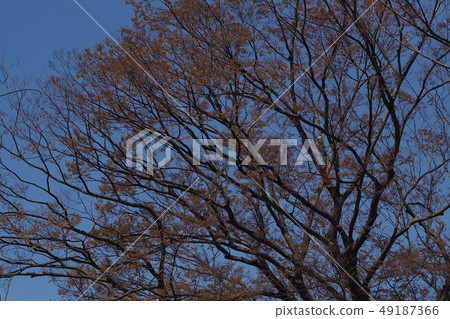 東山植物園景觀 東山植物園景觀 49187366