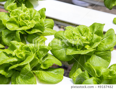 Organic hydroponic cultivation farm 49187482
