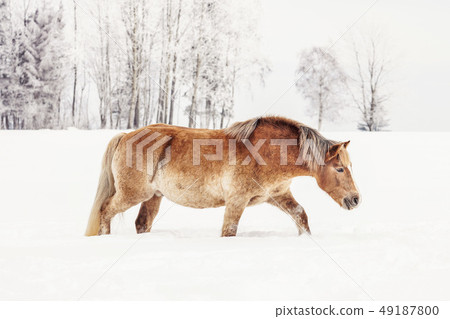 Light brown horse wading through snow on field in winter, blurred trees in background, photo from 49187800