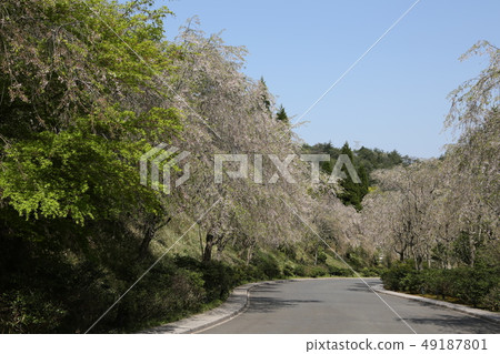 邊緣櫻花Koka市滋賀縣MIHO MUSEUM的Namiki-dori 49187801