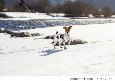 Small Jack Russell terrier standing on snow covered river during sunny day 49187852