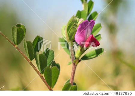 Vetch flower 49187980
