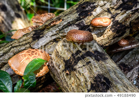 Shiitake mushroom 49188490