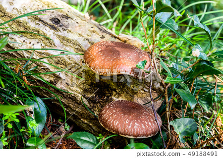 Shiitake mushroom 49188491