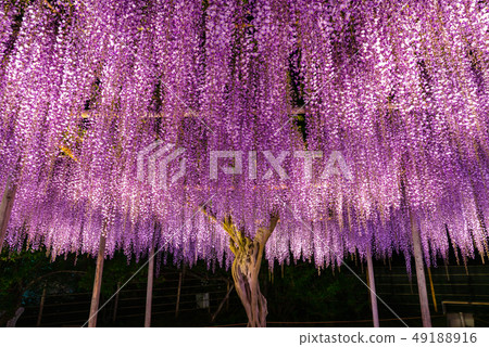 Full bloom wisteria flower Light up Ashiga flower park Tochigi 49188916