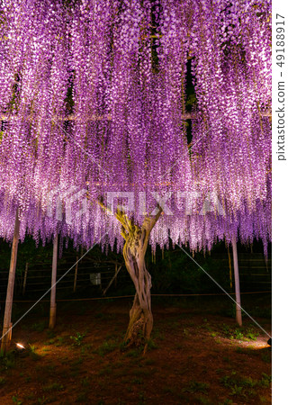 盛開紫藤花點燃Ashiga花公園櫪木 49188917