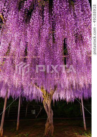 Full bloom wisteria flower Light up Ashiga flower park Tochigi 49188918