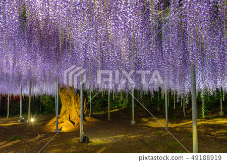 盛開紫藤花點燃Ashiga花公園櫪木 49188919