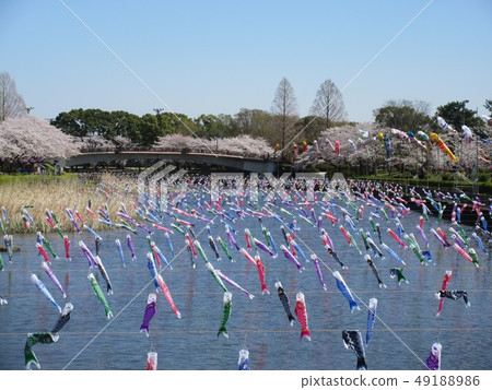 Gunma Prefecture Tatebayashi cherry blossoms and carp streamers 49188986