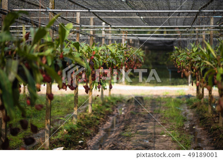Close up of Nepenthes also called tropical pitcher Close up of Nepenthes also called tropical pitcher 49189001