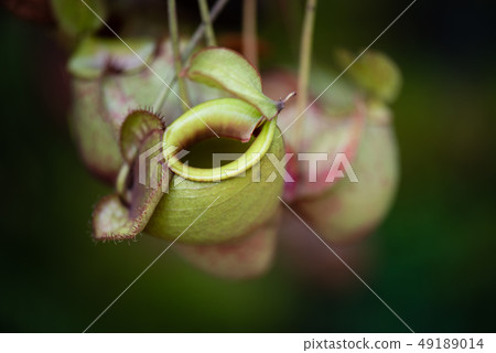 Close up of Nepenthes also called tropical pitcher 49189014