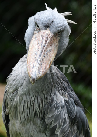 Hashbill portrait 49189418