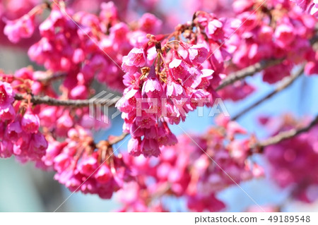 上野公園的Kanhizakura 上野公園的Kanhizakura 49189548