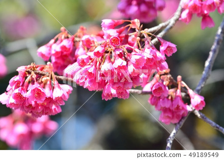 上野公園的Kanhizakura 上野公園的Kanhizakura 49189549