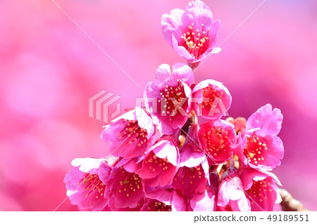 Kanhizakura of Ueno Park 49189551