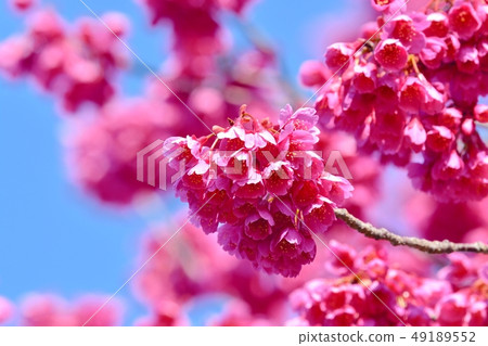 上野公園的Kanhizakura 49189552