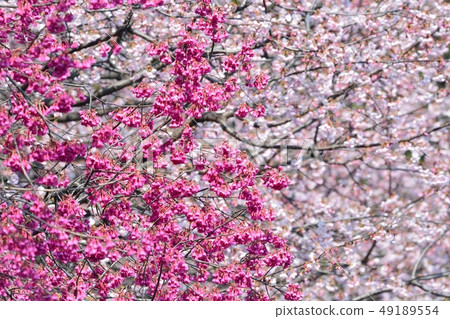 Kanhizakura of Ueno Park Kanhizakura of Ueno Park 49189554