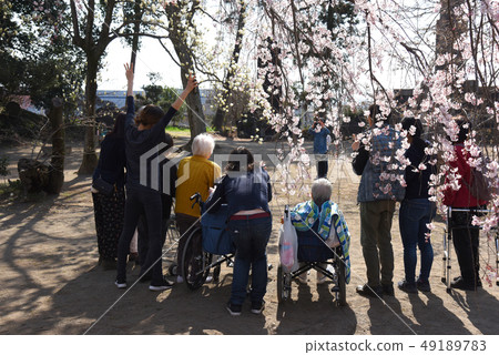 觀賞在老人院的櫻花 49189783