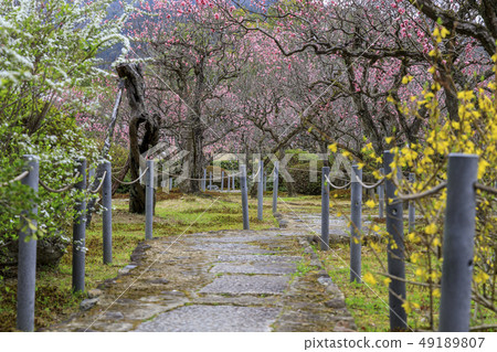 Suishinin Plum Garden 49189807