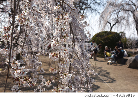 Senior cherry blossom viewing with weeping cherry blossom 49189919