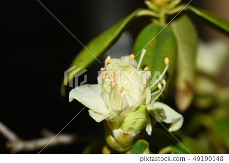 Hikage Azalea 49190148