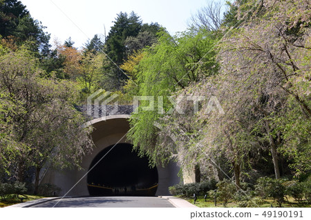 Shiga Prefecture Koka City MIHO MUSEUM Weeping cherry tree avenue Shiga Prefecture Koka City MIHO MUSEUM Weeping cherry tree avenue 49190191
