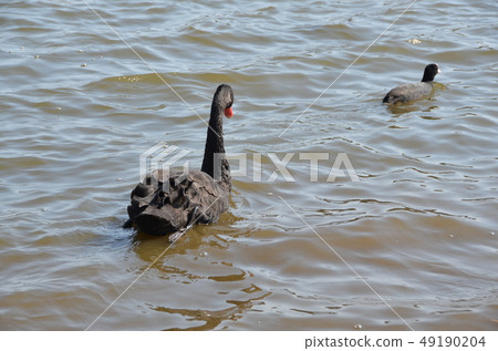 Black bird of the lake Black bird of the lake 49190204