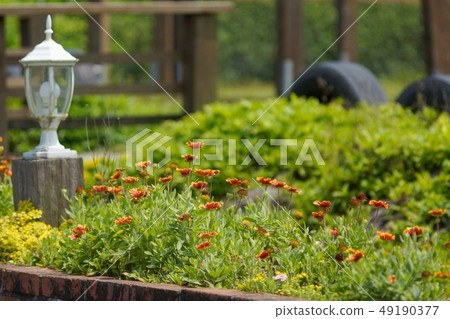 天體菊花 49190377