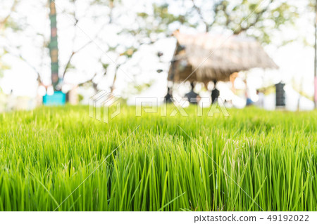 grass field with blur people background 49192022