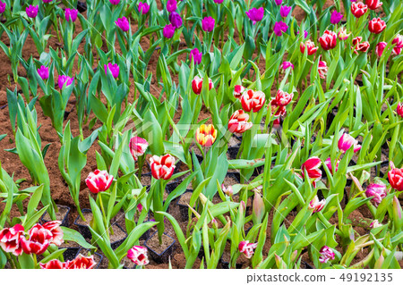 Tulip flower botanic garden green leaf Tulip flower botanic garden green leaf 49192135