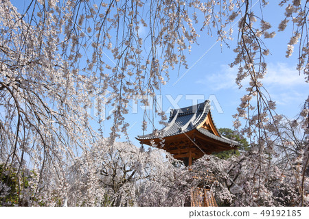 Cherry blossom blooming Takasaki Jikakuji 49192185