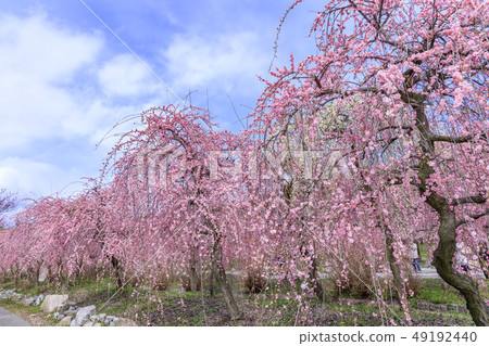 Inabe City Bairin Park盛開 49192440