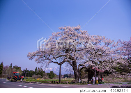 岩手縣Shizukuishicho Nagaho Hiroho櫻花小玫瑰雪巖手山 岩手縣Shizukuishicho Nagaho Hiroho櫻花小玫瑰雪巖手山 49192854